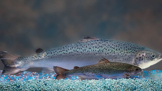 FDA allows genetically engineered ‘Frankenfish’ salmon to be imported to US