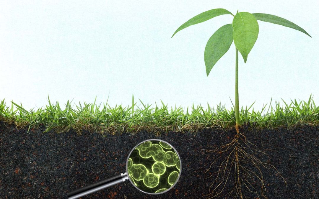 GE Soil Microbes New Target for Agrichemical Companies